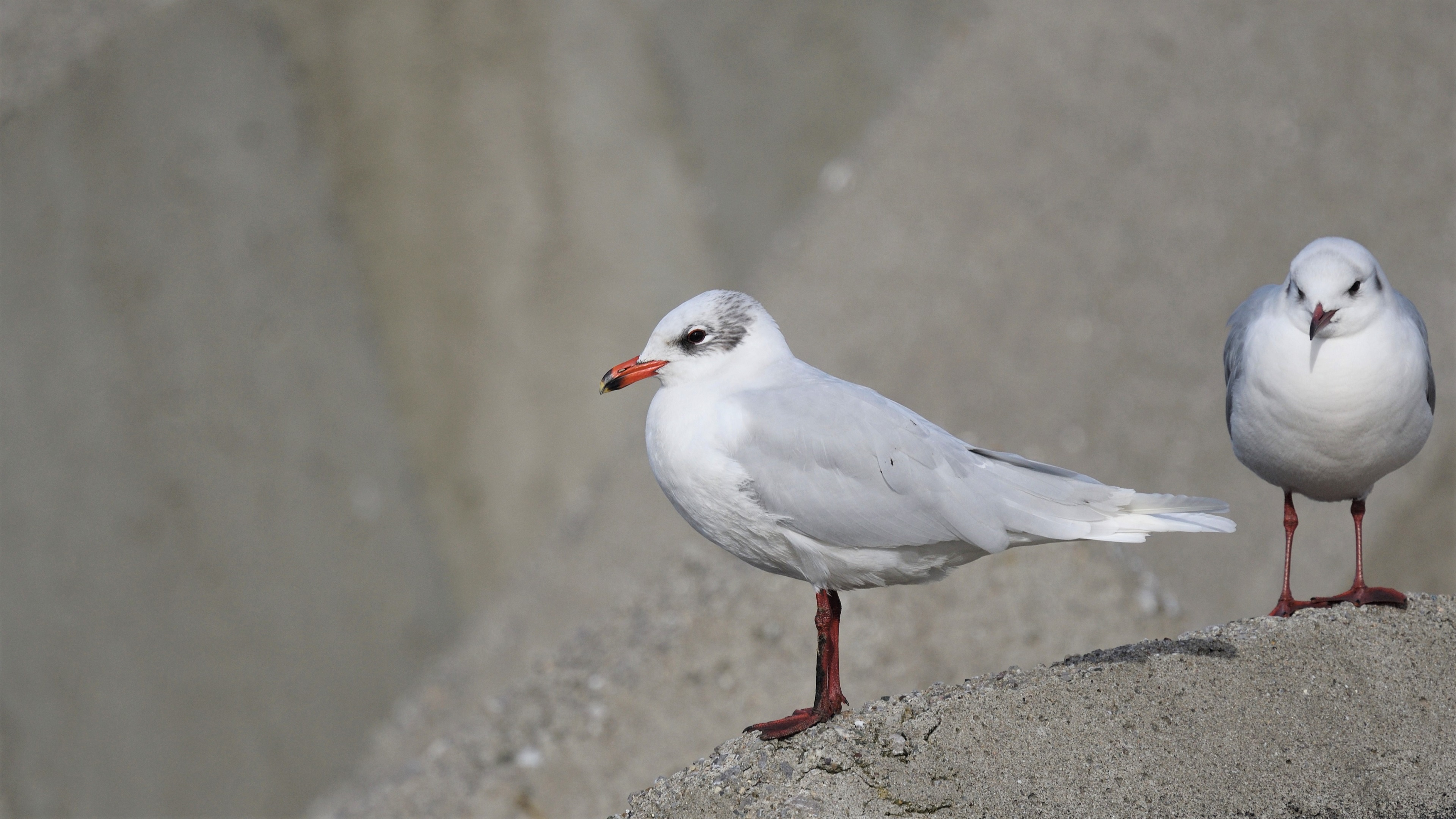 Mediterranean Gull